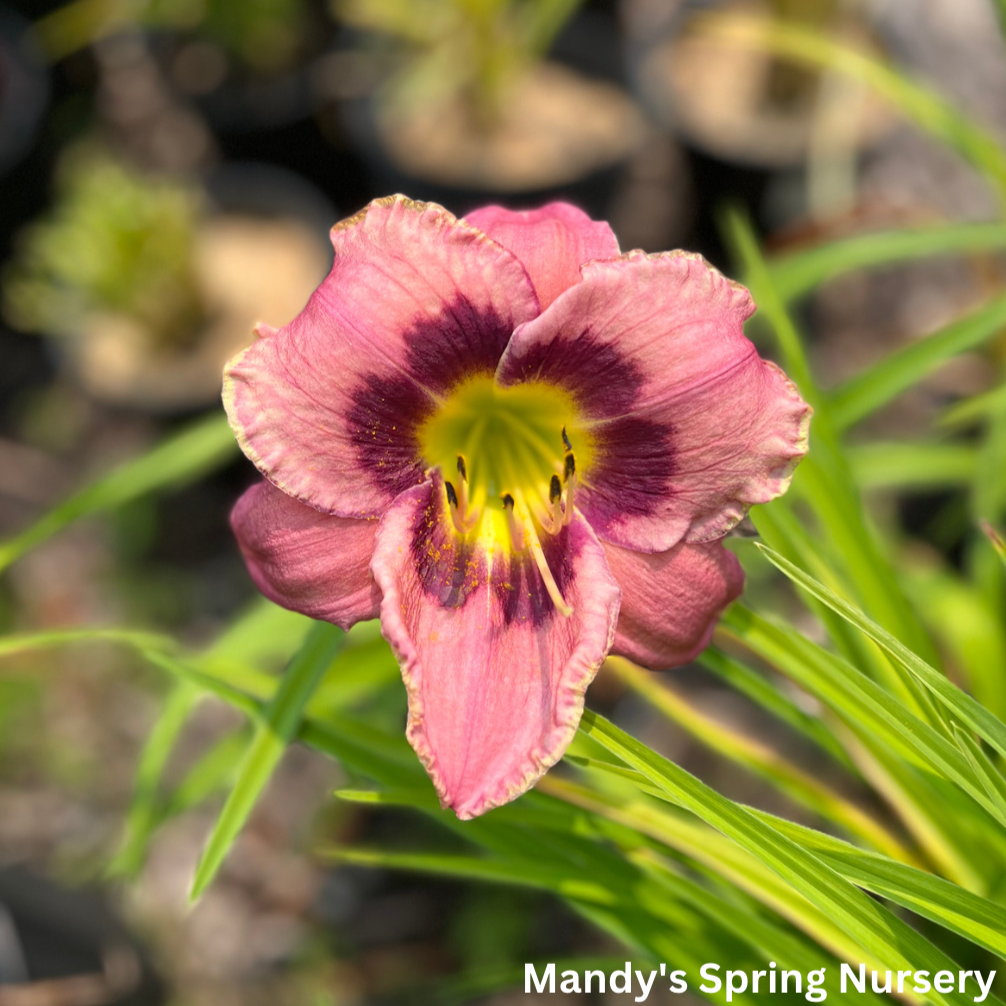 Storm of the Century Daylily | Hemerocallis 'Storm of the Century'