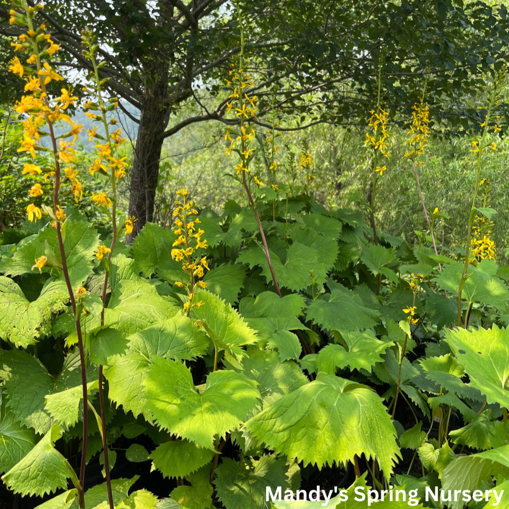 The Rocket Golden Ray | Ligularia stenocephala