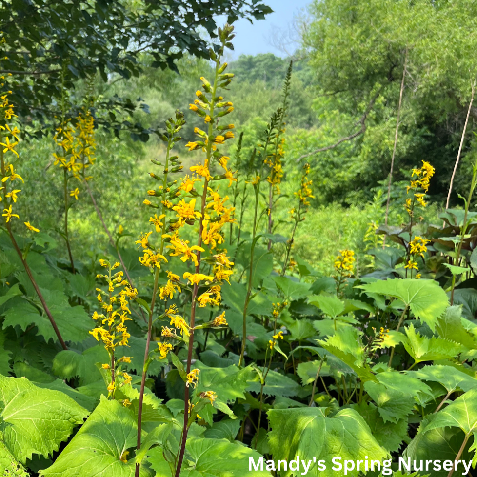 The Rocket Golden Ray | Ligularia stenocephala