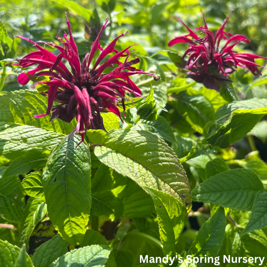 Mahogany Bee Balm | Monarda