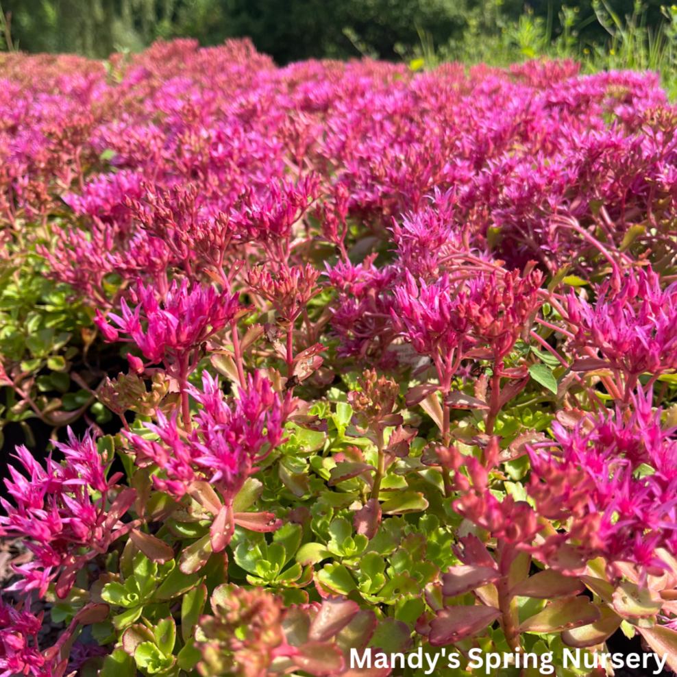 Dragon's Blood Stonecrop | Sedum