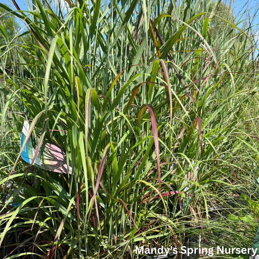 Shenandoah Red Switchgrass | Panicum virgatum