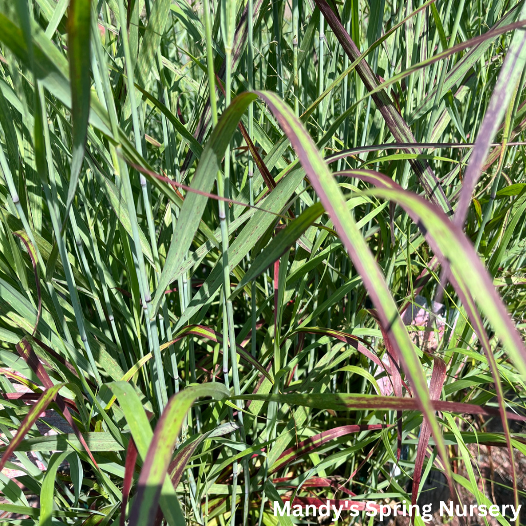 Shenandoah Red Switchgrass | Panicum virgatum