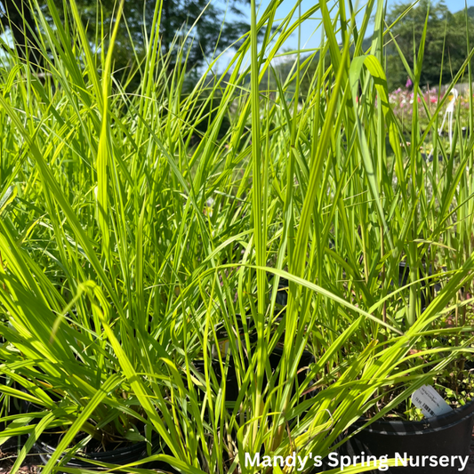 Red Head Fountain Grass | Pennisetum alopecuroides