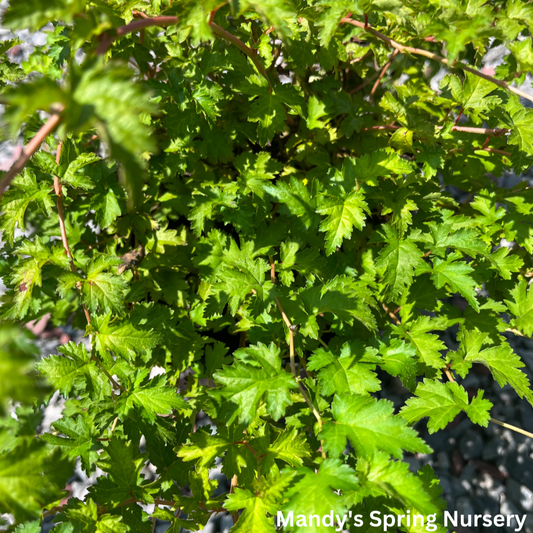 Crispa Cutleaf Stephanandra | Stephanandra incisa