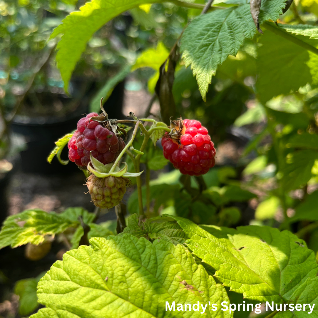 Encore Red Raspberry | Rubus