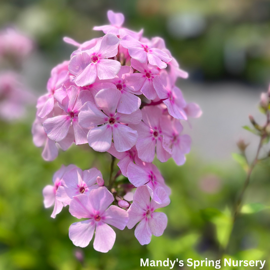 Thai Pink Jade Garden Phlox | Phlox Paniculata