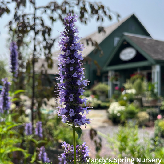 Little Adder Anise Hyssop | Agastache rugosa