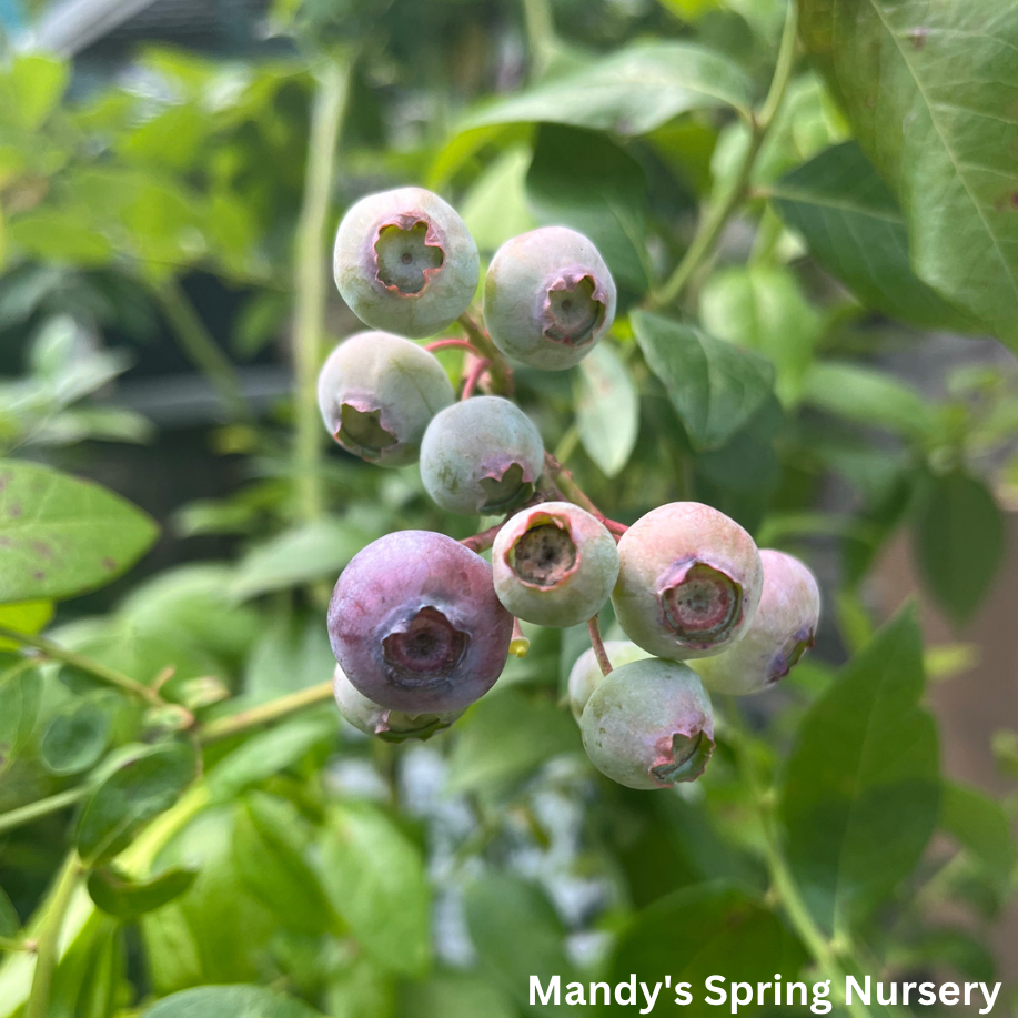 'Patriot' Blueberry | Vaccinium Corymbosum