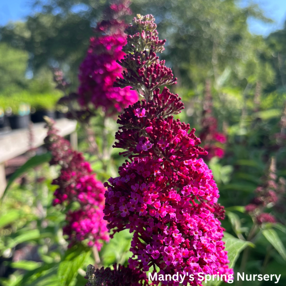 Funky Fuchsia Butterfly Bush | Buddleia davidii