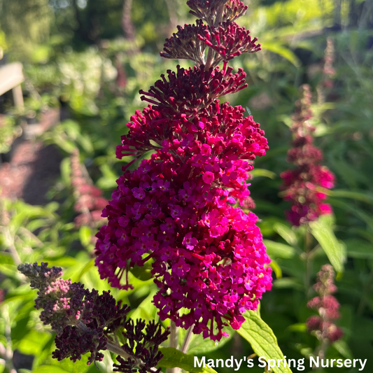 Funky Fuchsia Butterfly Bush | Buddleia davidii