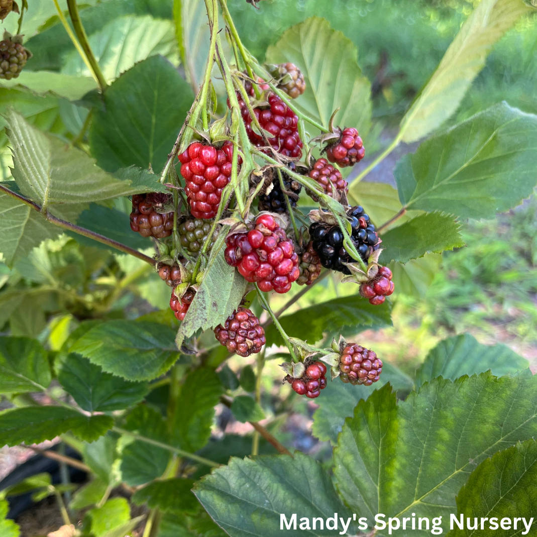 Black Satin Blackberry - Rubus 'Black Satin'