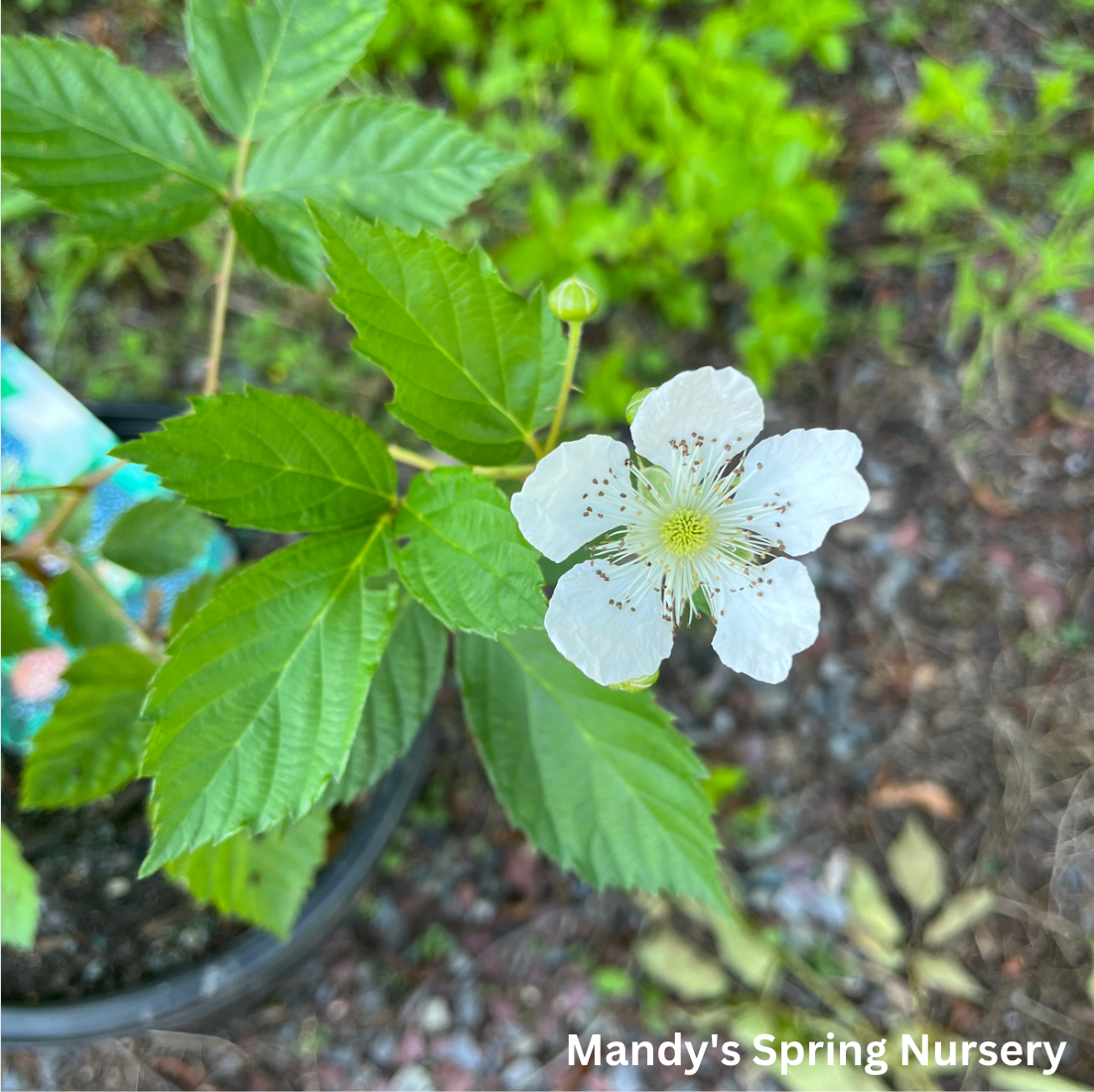 Darrow Blackberry | Rubus