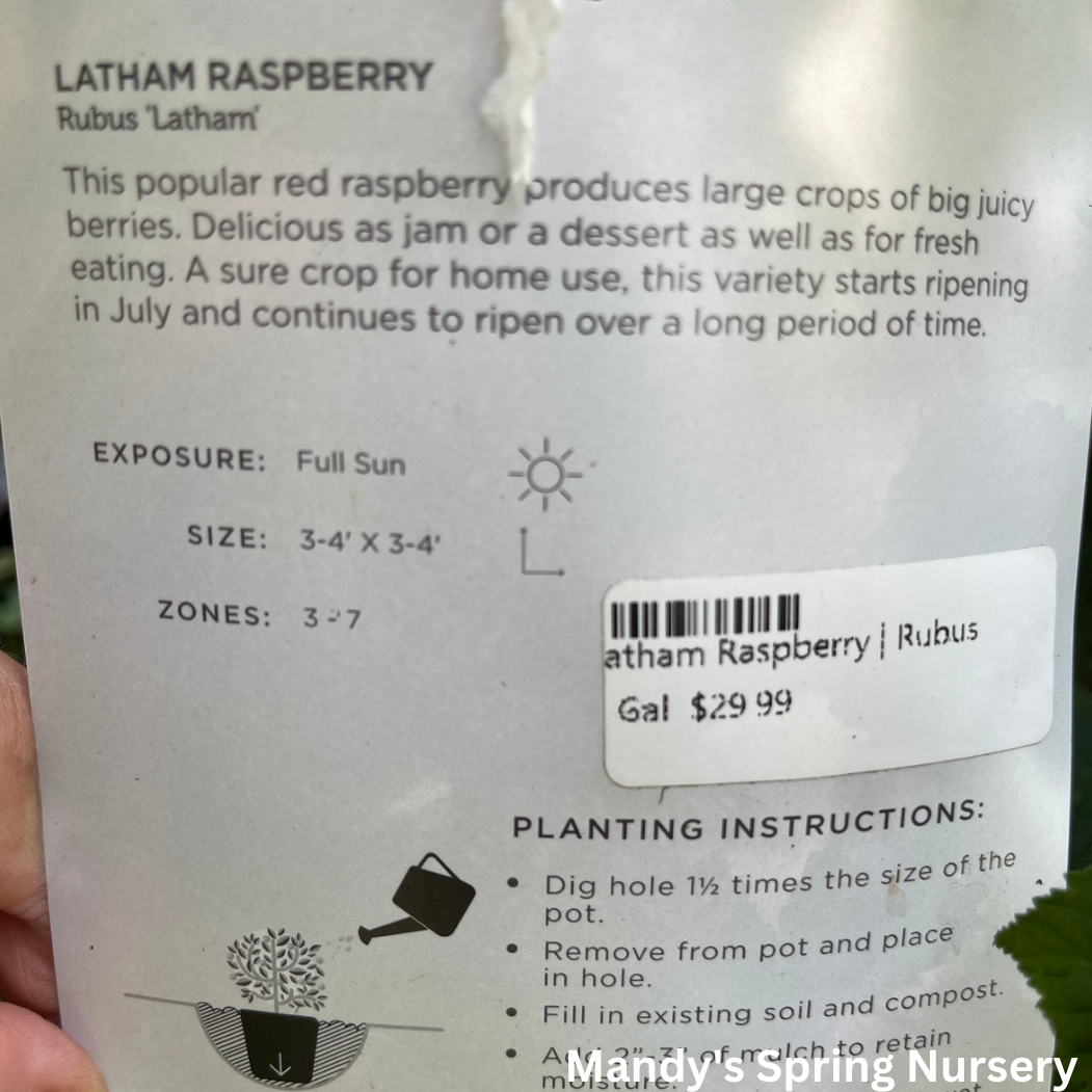 Latham Raspberry | Rubus