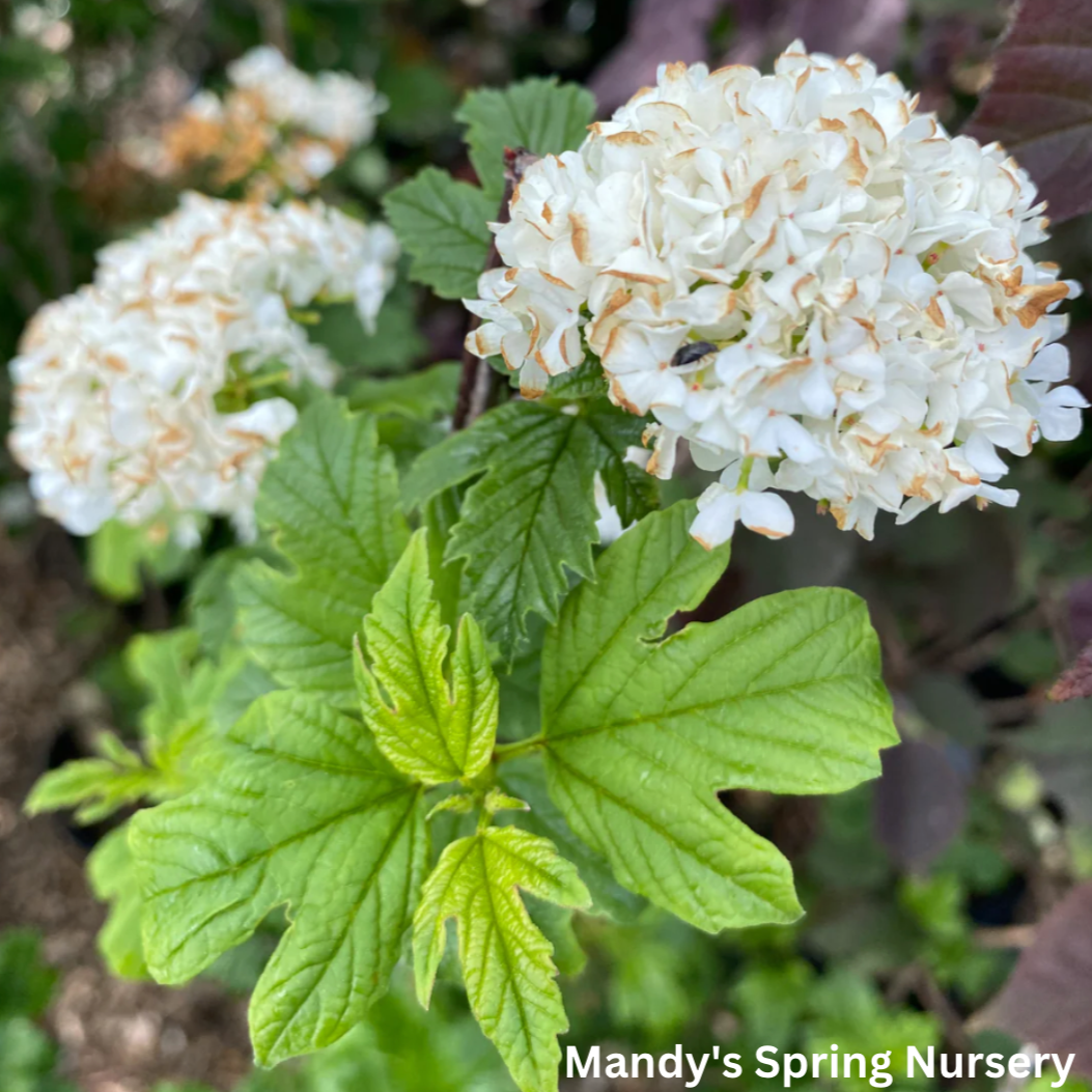 Wentworth American Cranberrybush | Viburnum trilobum