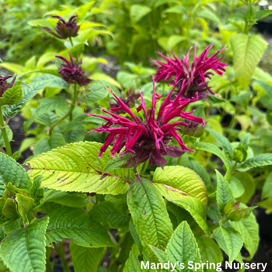 Mahogany Bee Balm | Monarda