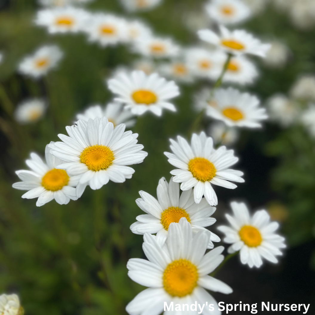 'Becky' Shasta Daisy | Leucanthemum superbum