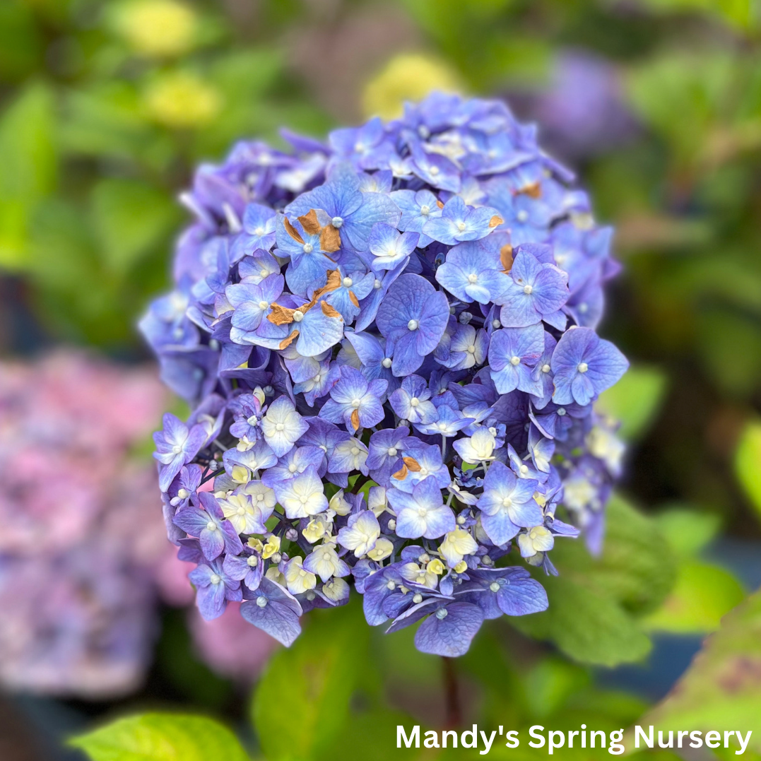 BloomStruck Bigleaf Hydrangea | Hydrangea macrophylla