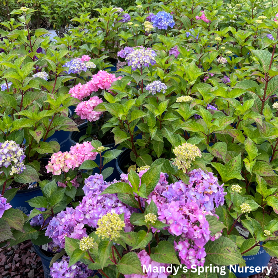 BloomStruck Reblooming Bigleaf Endless Summer® Hydrangea | Hydrangea macrophylla