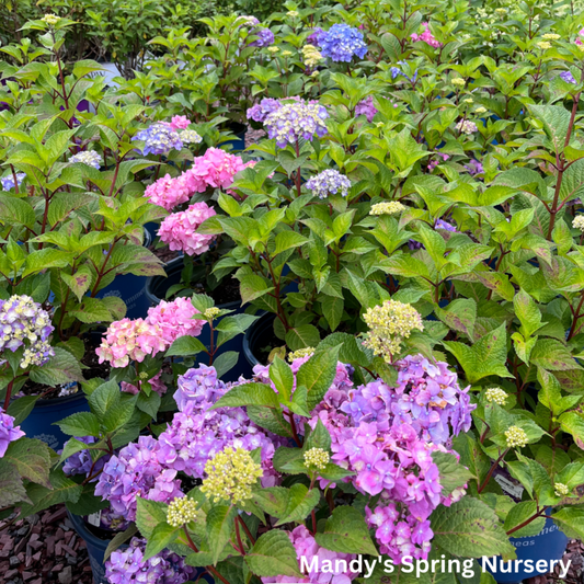 BloomStruck Bigleaf Hydrangea | Hydrangea macrophylla