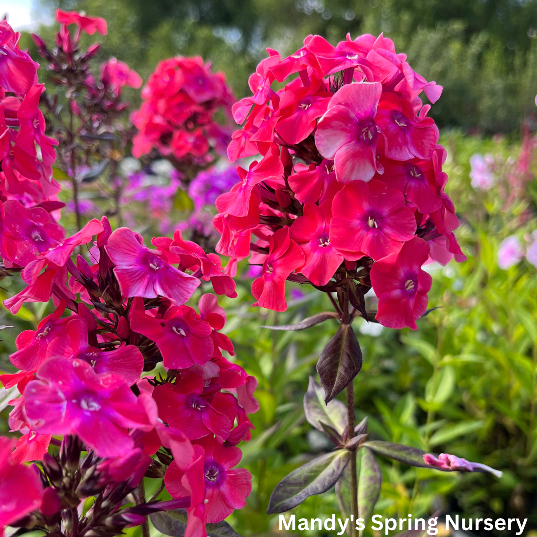 'Glamour Girl' Tall Garden Phlox | Phlox paniculata