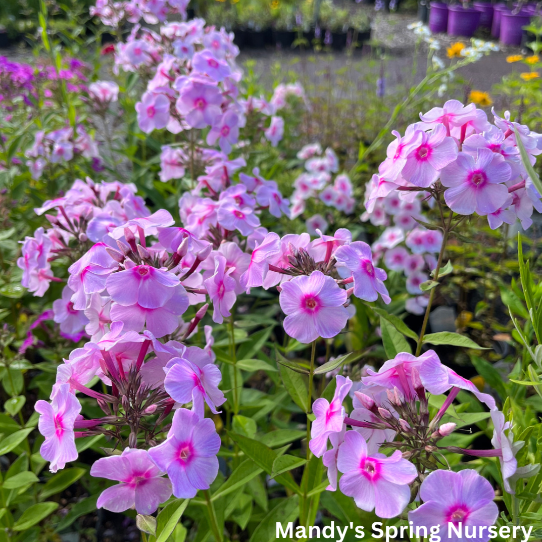 Opalescence Tall Garden Phlox | Phlox paniculata