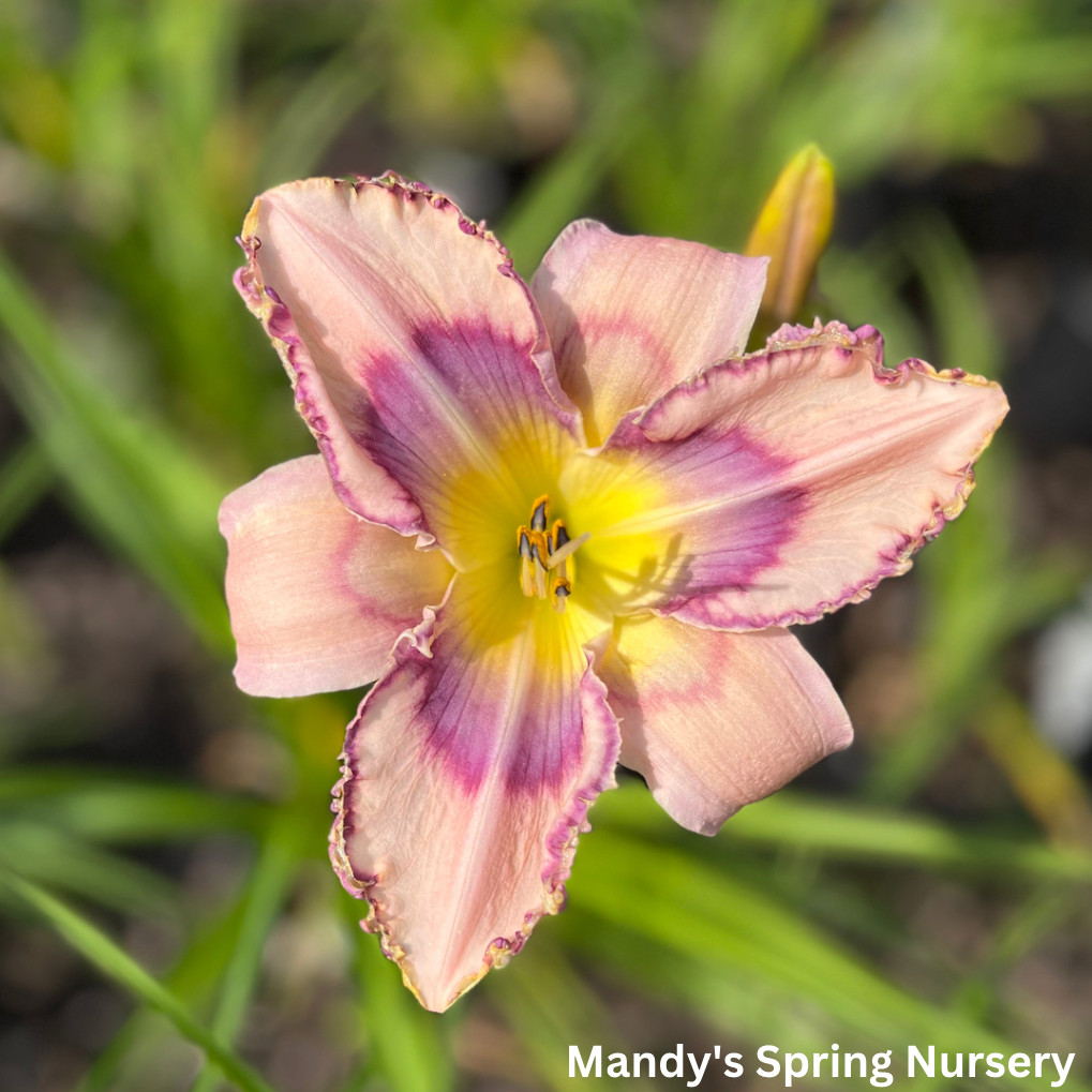 Handwriting On The Wall Daylily | Hemerocallis