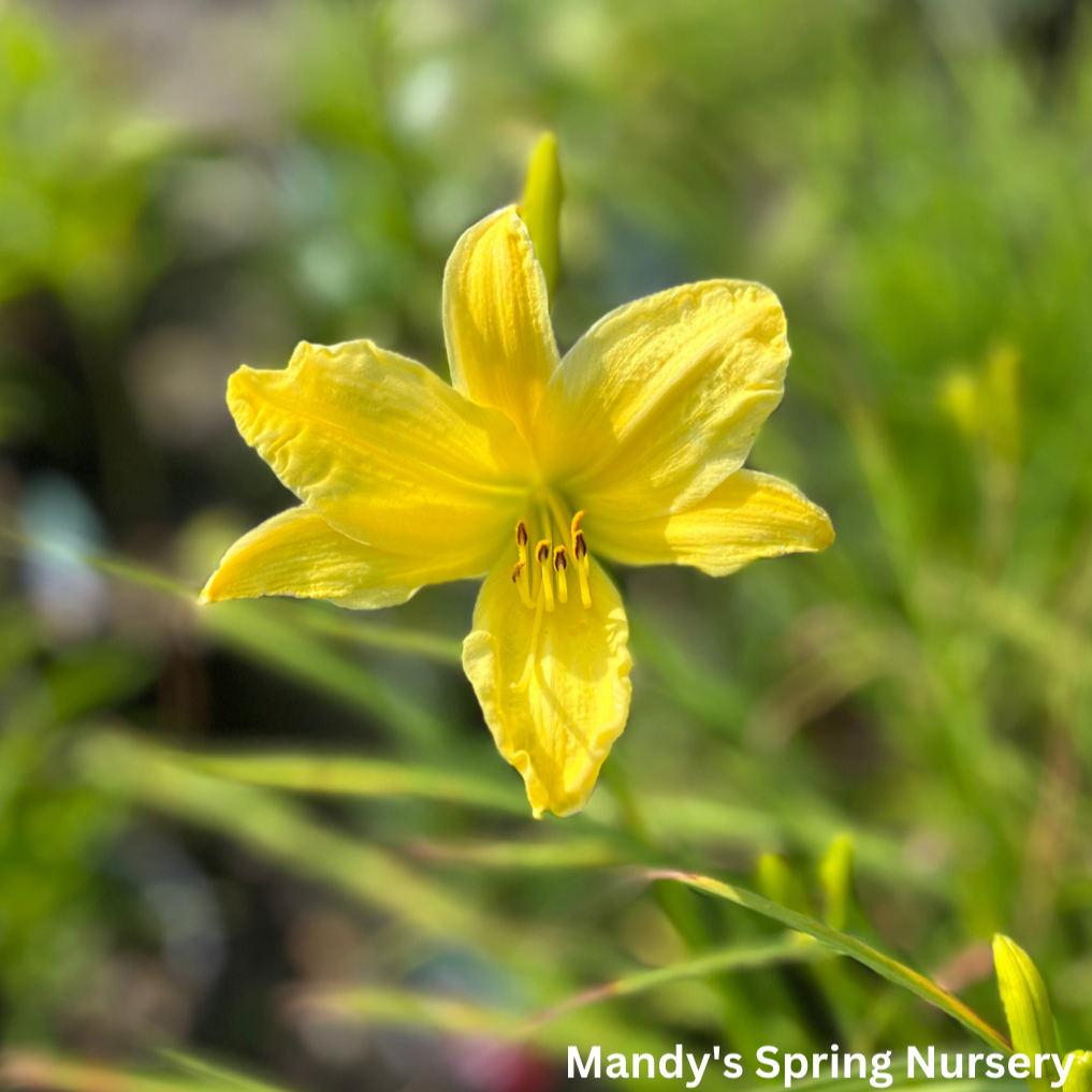 Hyperion Daylily | Hemerocallis