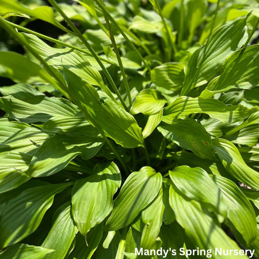 Royal Standard Hosta