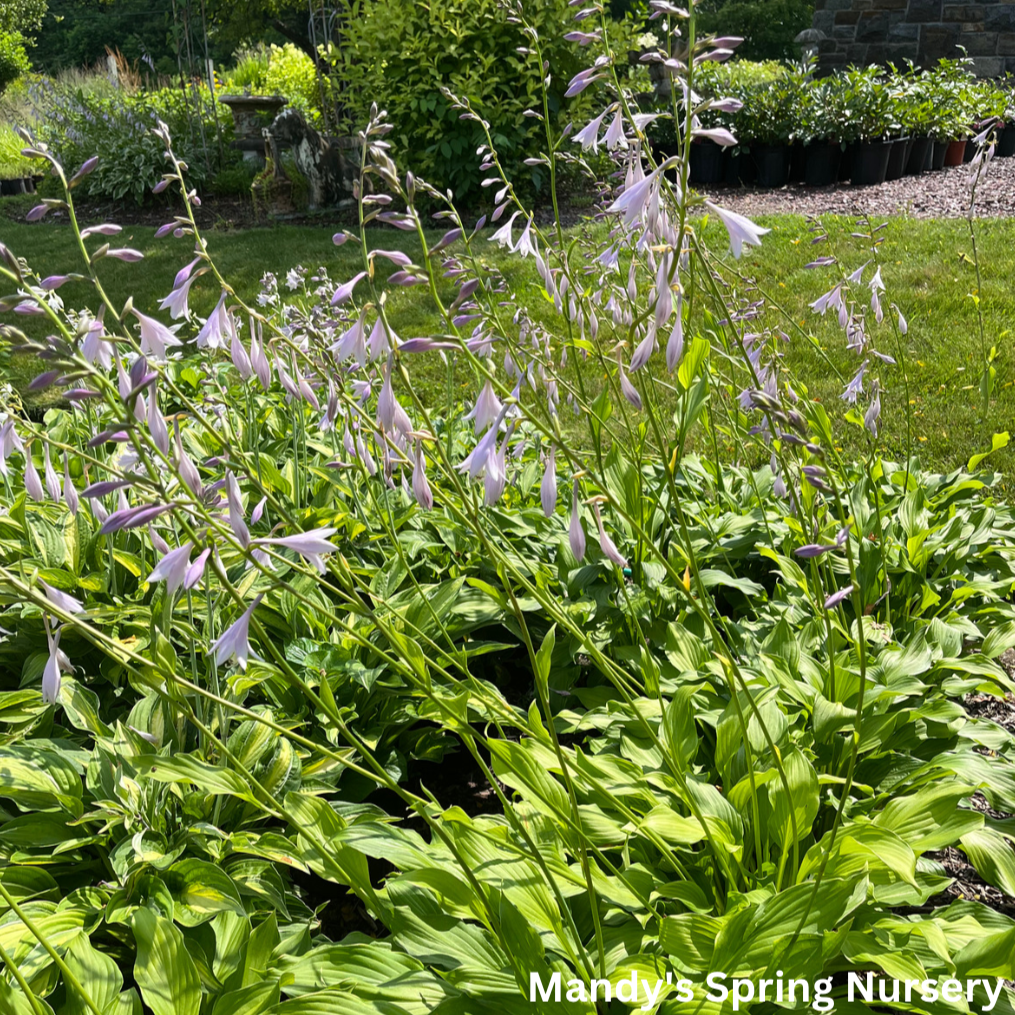 Royal Standard Hosta