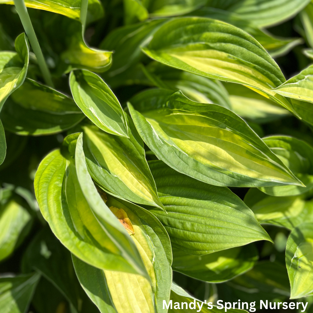 Striptease Hosta | Hosta 'Striptease'