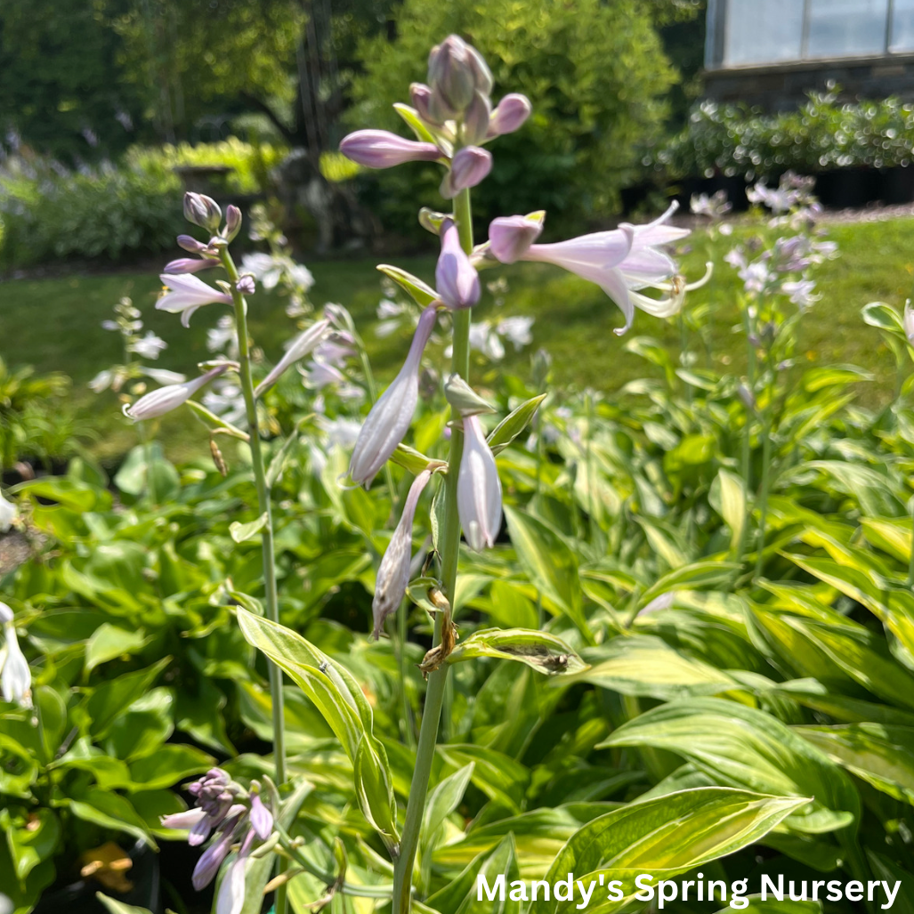 Striptease Hosta | Hosta 'Striptease'