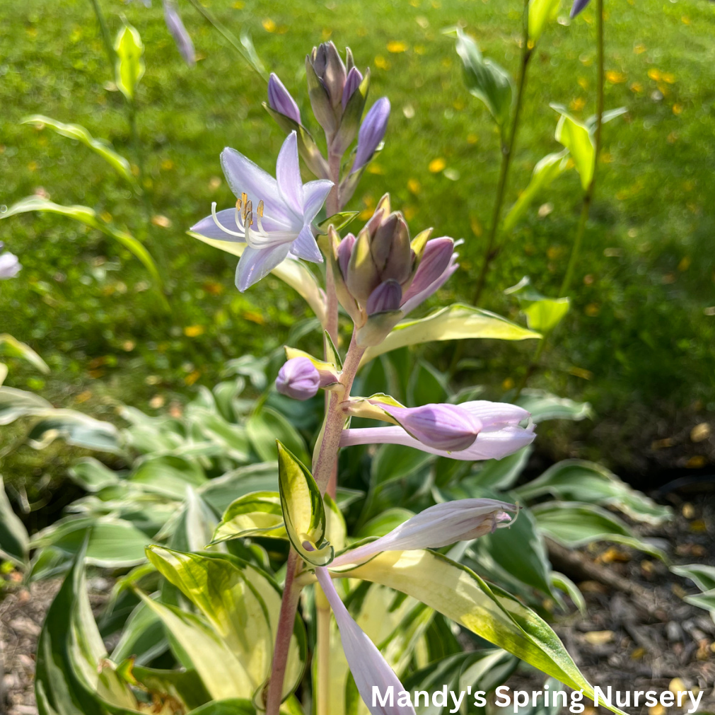 Loyalist Hosta