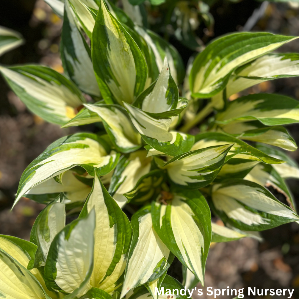 Loyalist Hosta