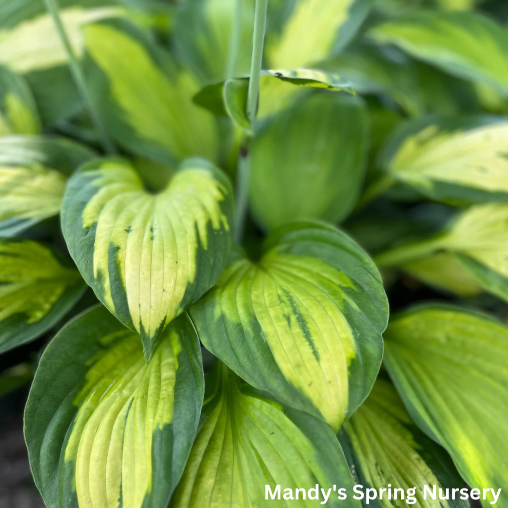 Captain Kirk Hosta