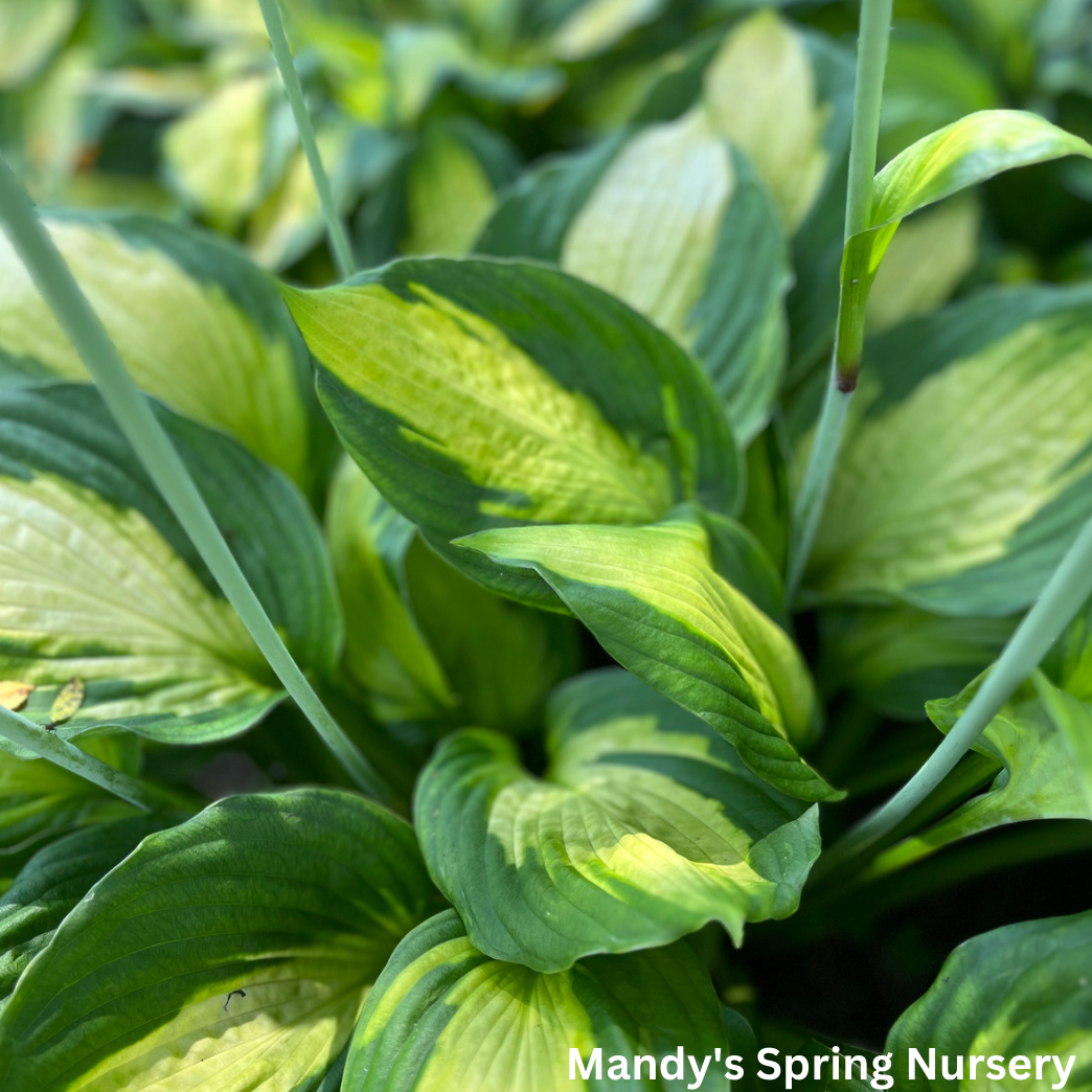 Captain Kirk Hosta