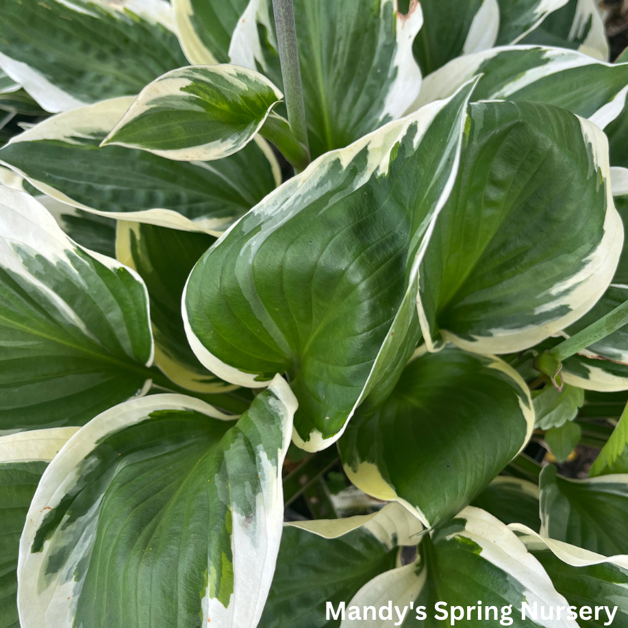 Patriot Hosta