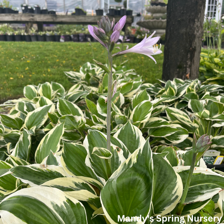 Patriot Hosta