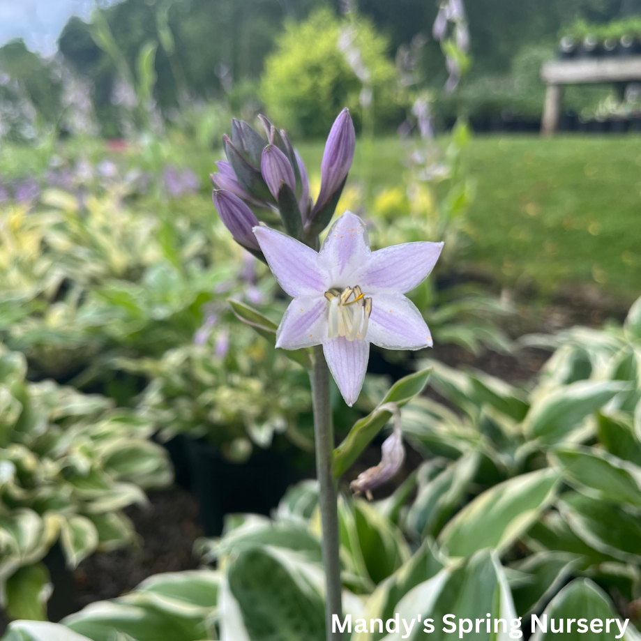 Patriot Hosta