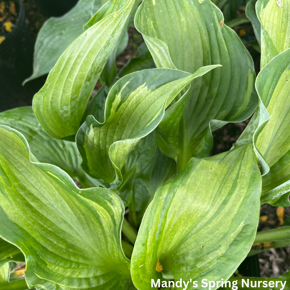 Color Festival Hosta