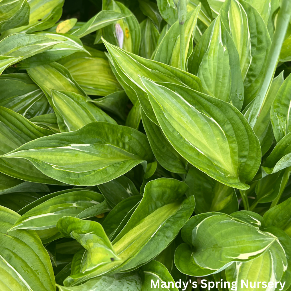 Striptease Hosta | Hosta 'Striptease'