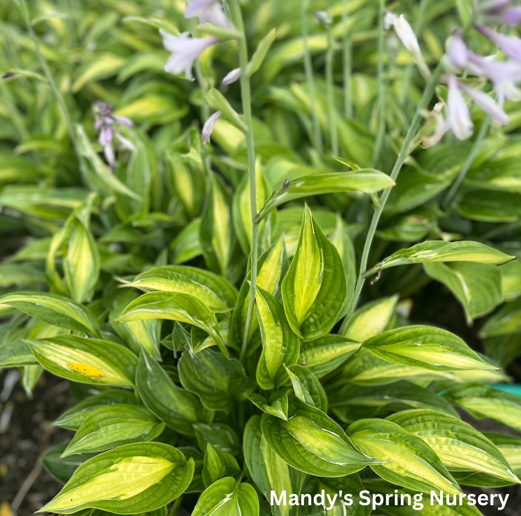 Striptease Hosta | Hosta 'Striptease'