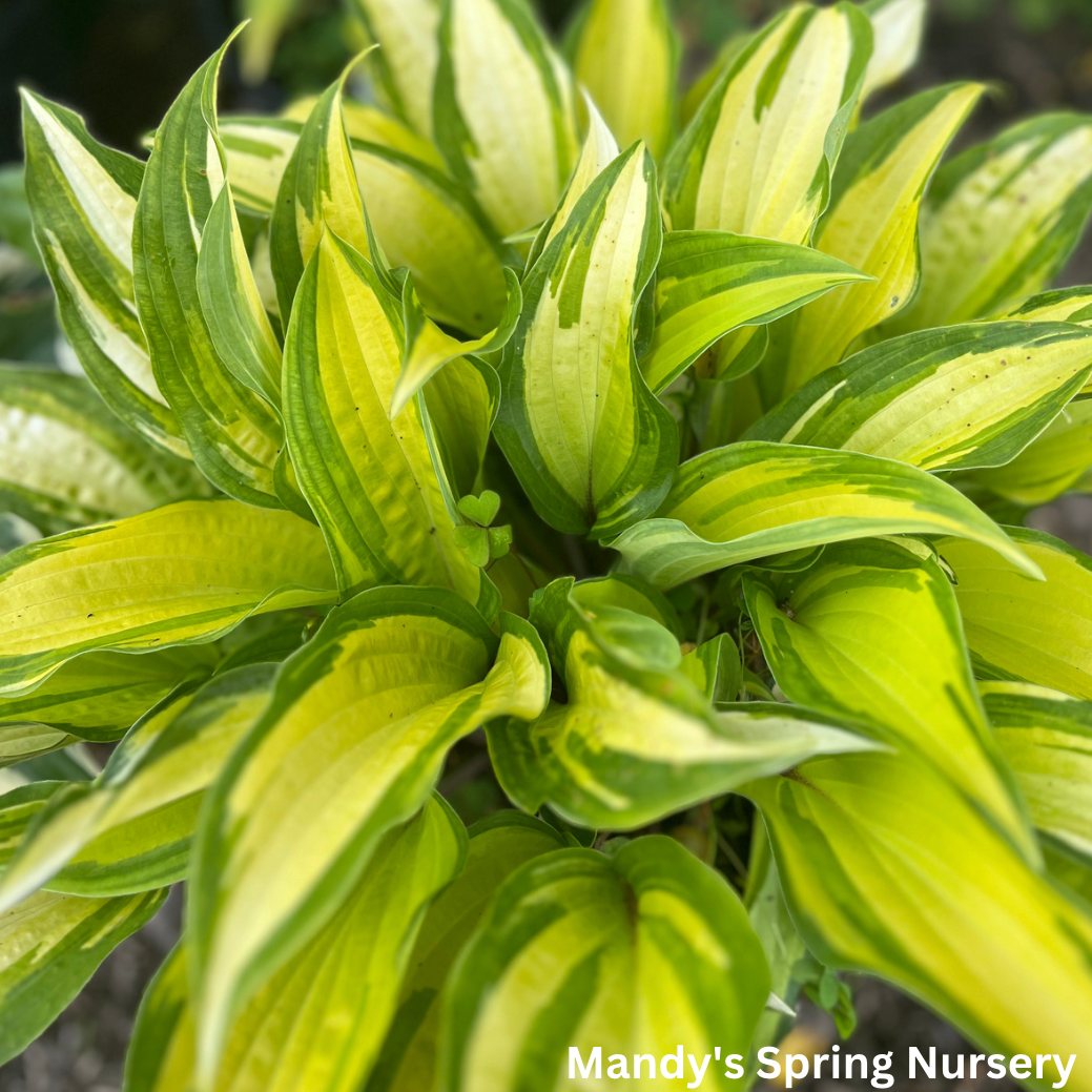 Orange Marmalade Hosta