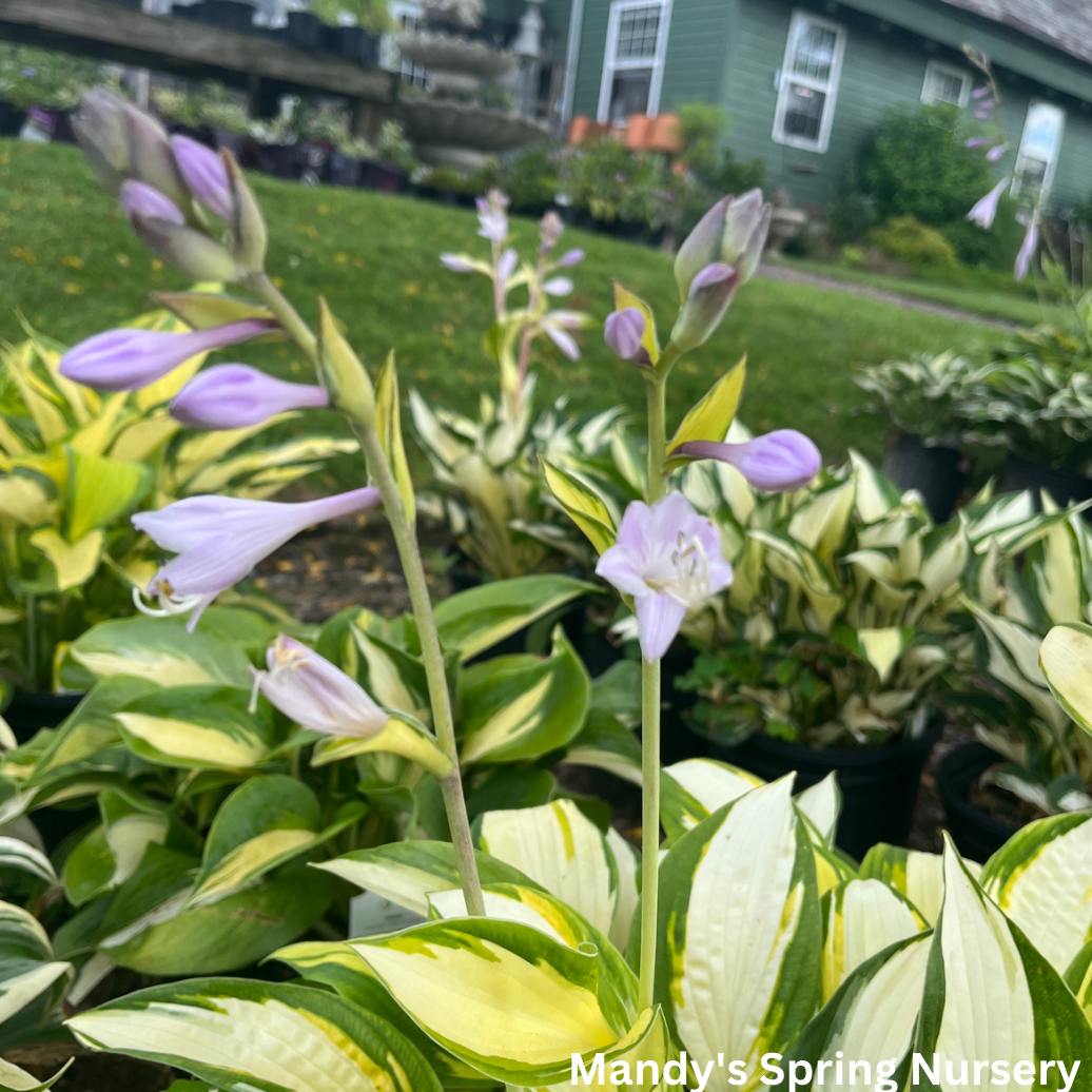 Orange Marmalade Hosta