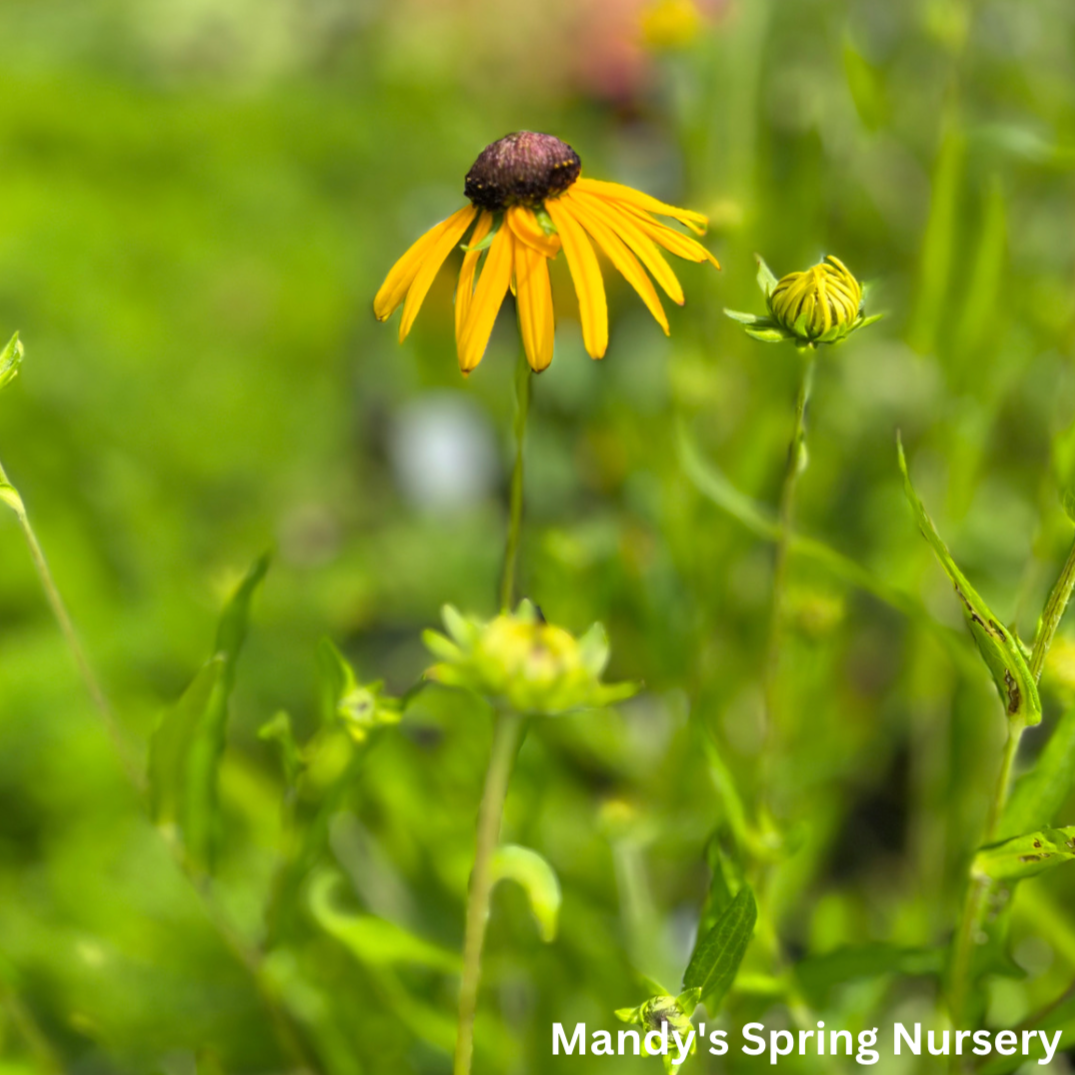 Prairie Blaze Black-Eyed Susan | Rudbeckia