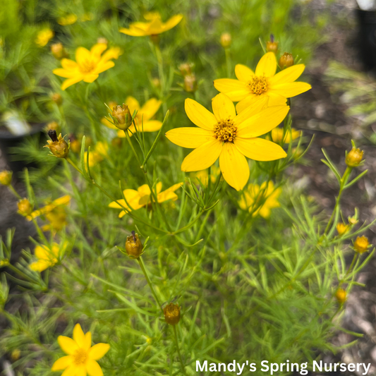 Zagreb Tickseed | Coreopsis verticillata 'Zagreb'