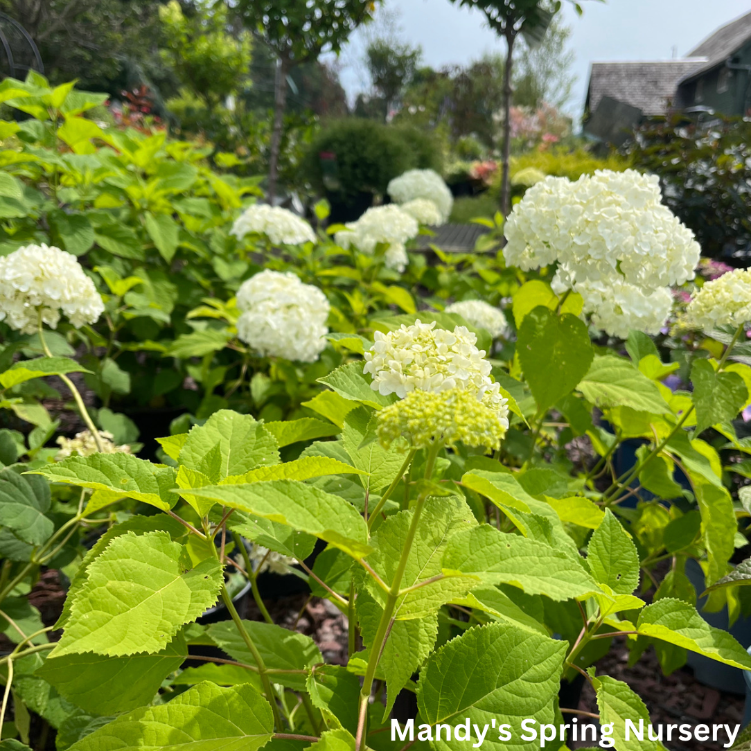 Annabelle Smooth Hydrangea | Hydrangea arborescens