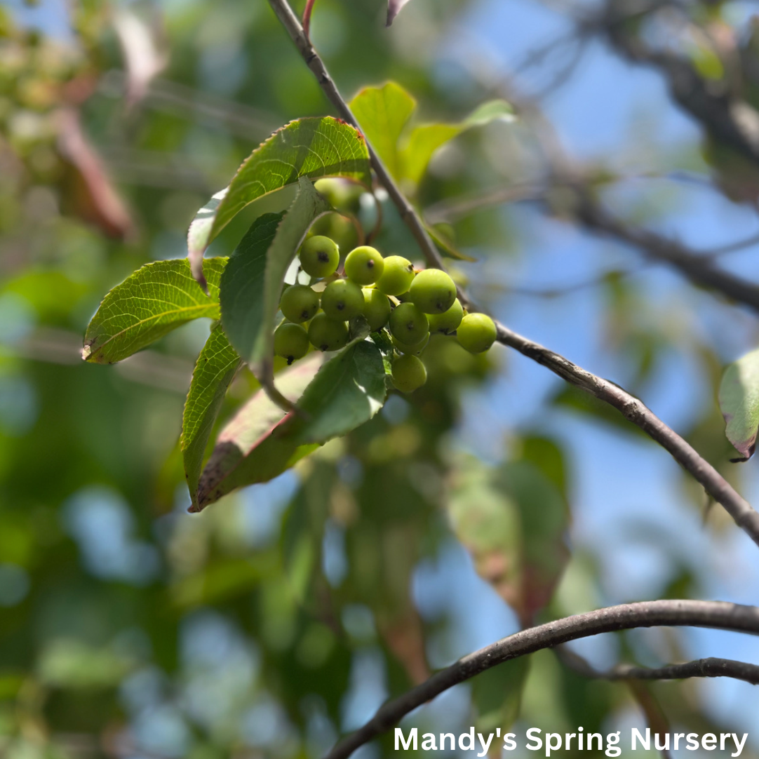 Mohican Viburnum | Viburnum lantana