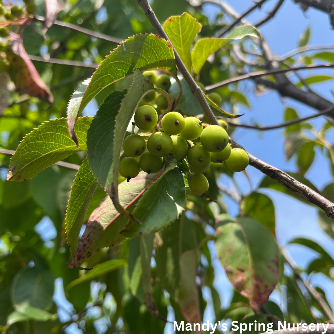 Mohican Viburnum Tree-Form | Viburnum lantana 'Mohican'