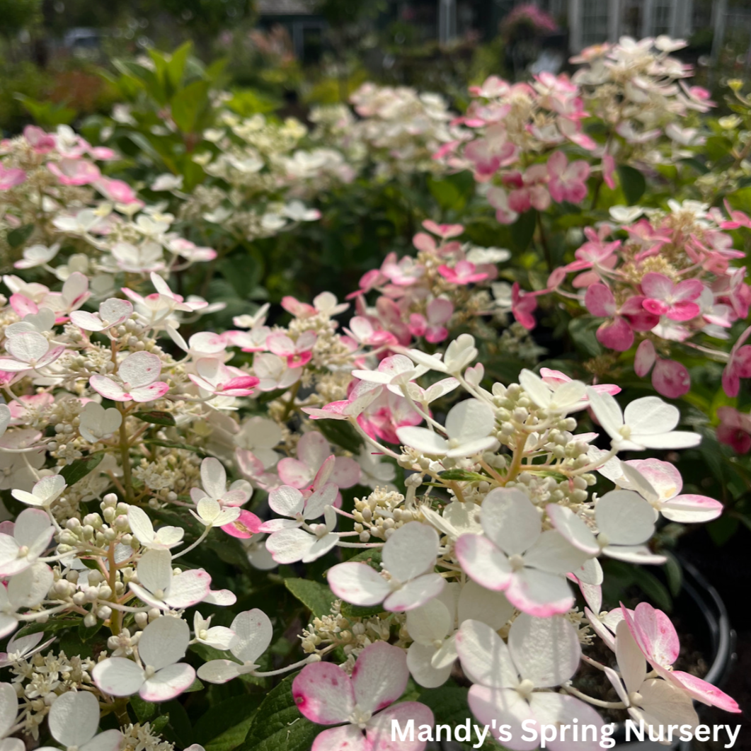 Little Quick Fire Hydrangea | Hydrangea paniculata